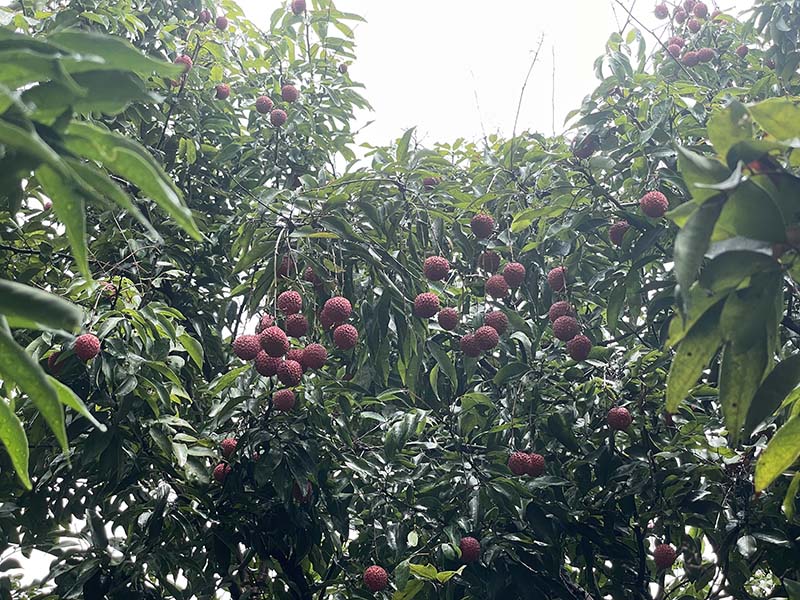 集團(tuán)活動：朗洲行 · 摘荔枝